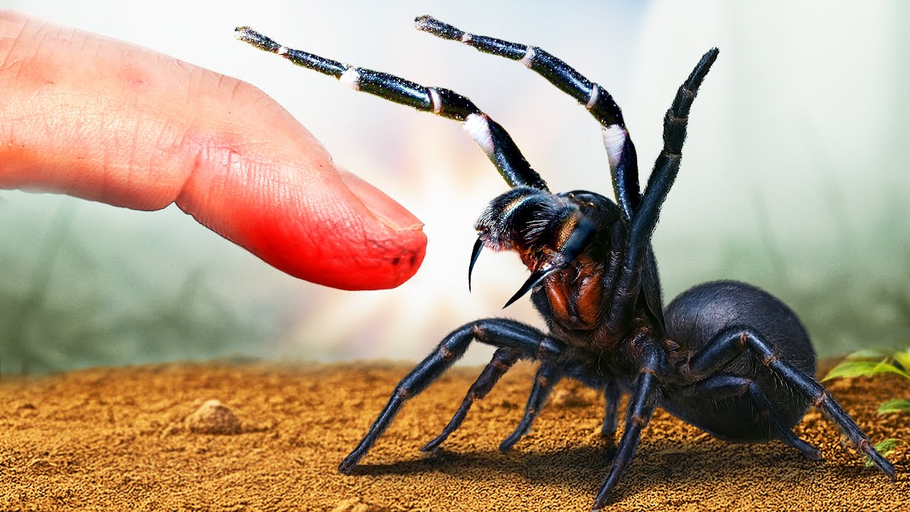Bitten by Deadliest Spider! ( Avoid At All Costs!)