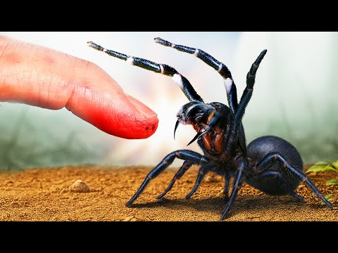 Bitten by Deadliest Spider! ( Avoid At All Costs!)