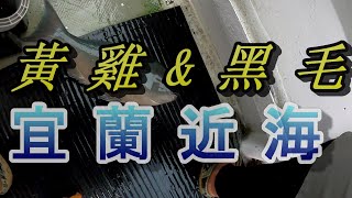 #宜蘭南方澳船釣黃雞黑毛