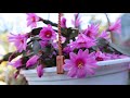Cómo cuidar del cactus Hatiora - Cactus de Pascua - Cactus Navidad - Cactus Santa teresita