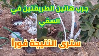 سقي الاشجار في الصيف