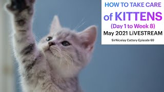 How to Take Care of Kittens Day 1 to Week 8