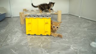 MOTHER CAT AND FOUR KITTENS are healthy and happy in their new home by Take Me HOME 251 views 2 months ago 7 minutes, 5 seconds