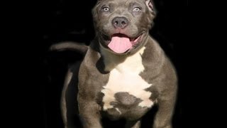 Pitbull puppies for sale, huge bully blue pitbull puppy, pitbull puppy
