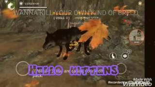 KILL YOUR OWN BREED WOLF ONLINE READ DESCRIPTION