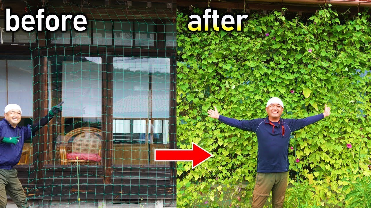 グリーンカーテン完成！！最終手入れの仕方も紹介