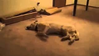 Отличные смешные и увлекательные видео с участием котов и собачек Отличные смешные и увлекательные видео с участием котов и собачек