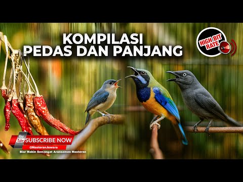 🔴 Live Masteran Terbaik Murai Batu Cucak Cungkok Gacor Roll Tembak vs Tepus Kepala Abu Abu Gacor