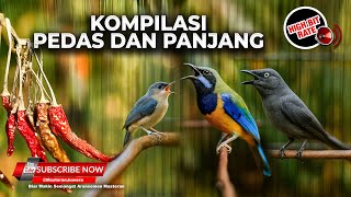 Masteran Kompilasi Cucak Cungkok Gacor vs Rambatan Paruh Merah Gacor vs Srigunting Abu Abu Gacor