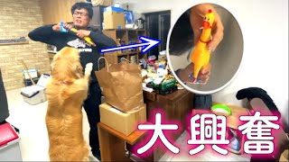 あの有名なおもちゃをレトリバーまるくんに渡すと、妙な現象が起きた！