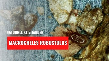 Bodemroofmijt - Macrocheles robustulus | Natuurlijke vijand