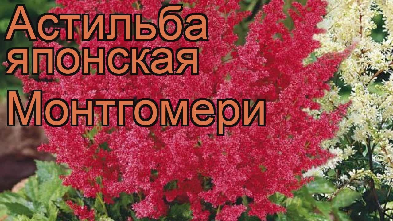 Домашний балык из свинины в домашних условиях 479 Домашний балык из свинины в домашних условиях 677
