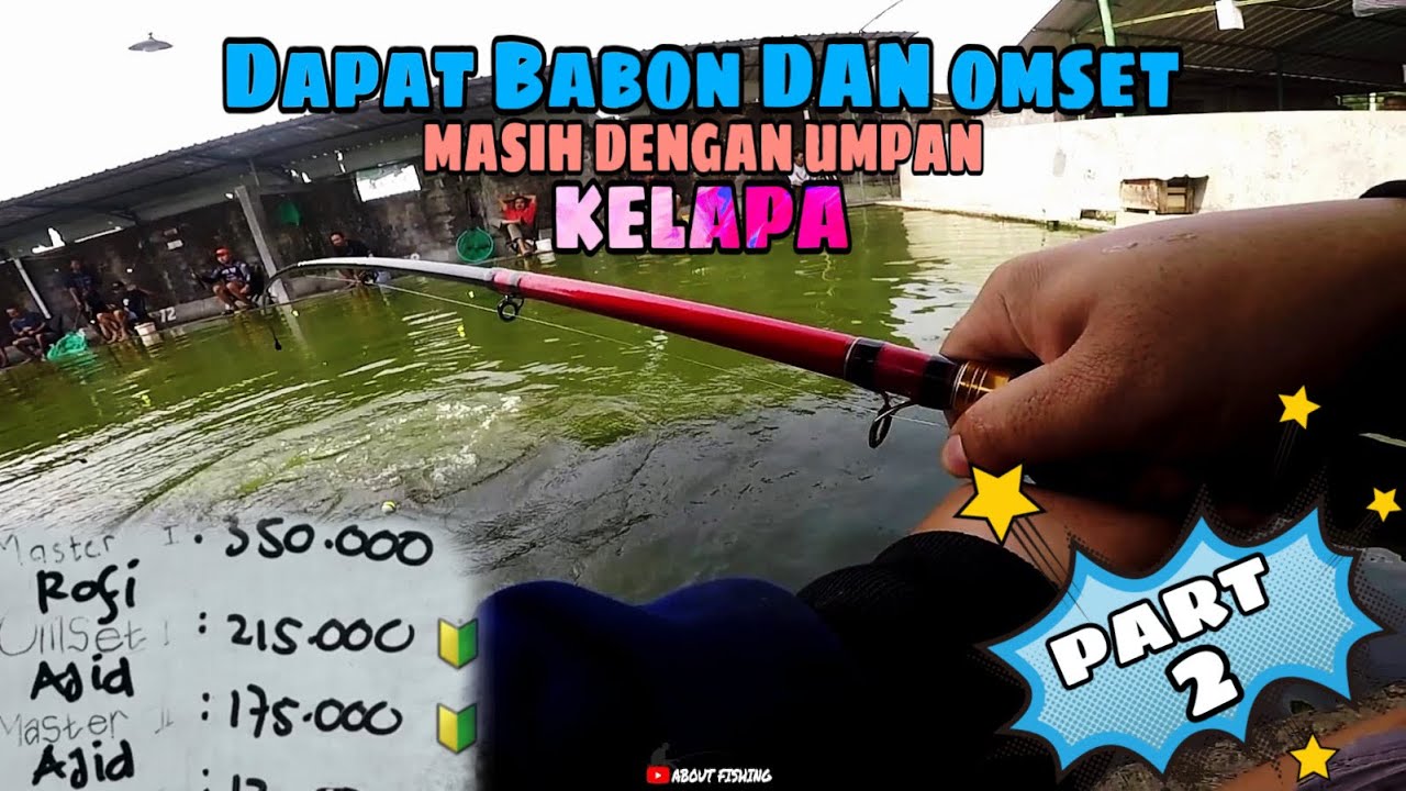 PART 2 Rakusnya Bawal Ketika Diberi Umpan Kelapa.. Dapat Babon & Omset