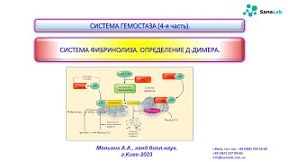 Система гемостаза (4-я часть). Система фибринолиза. Определение Д димера