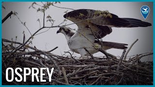 Meet the Osprey