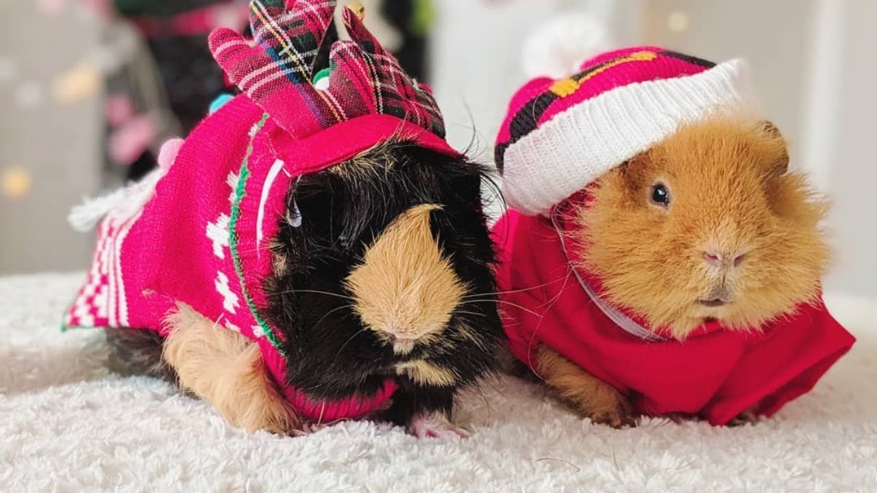 Guinea Pig Stream Kinox Guinea Pig Stream Kinox