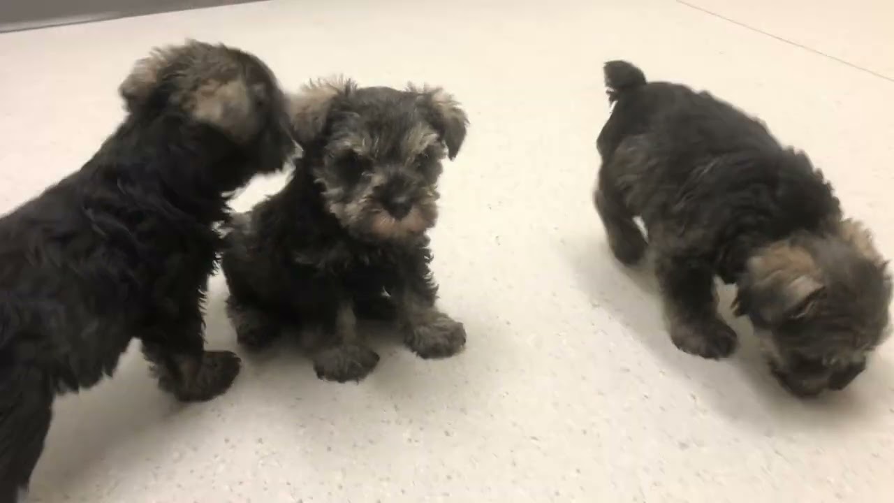 š¶ Vet check day for these 8 week old Mini Schnauzer puppies