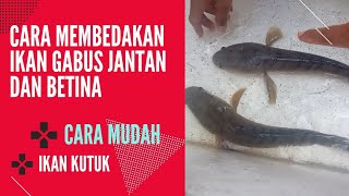 HOW TO EASILY DISTINGUISH MALE AND FEMALE SNAKEFISH