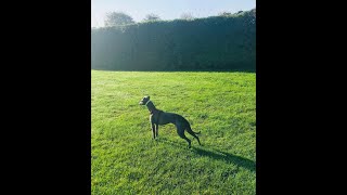 whippet lead