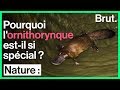 Voici lun des mammifres les plus tranges du rgne animal