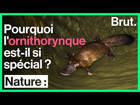 Vidéo: Comment les ornithorynques pondent des œufs ?