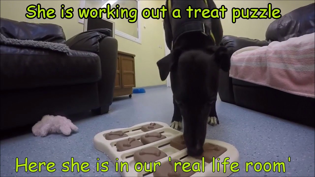 Dogs Trust Ilfracombe - Gina - YouTube