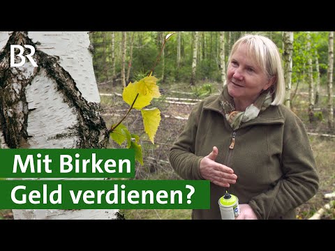 Video: Wachsen Birken in Idaho?