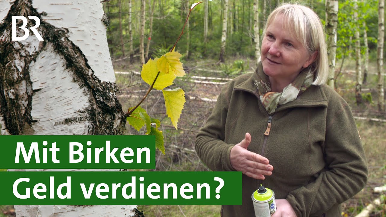 Gestern Pfui, heute Hui: Geld verdienen mit Birken? | Baum der Zukunft | Wald | Unser Land | BR