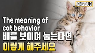 [Eng Dub]Why does the cat lie down and show its belly?  The meaning of a cat's strange behavior.