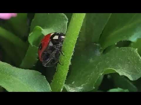 てんとう虫の食事