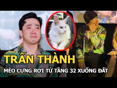 Video: 26 con chó nhìn trộm bạn qua hàng rào