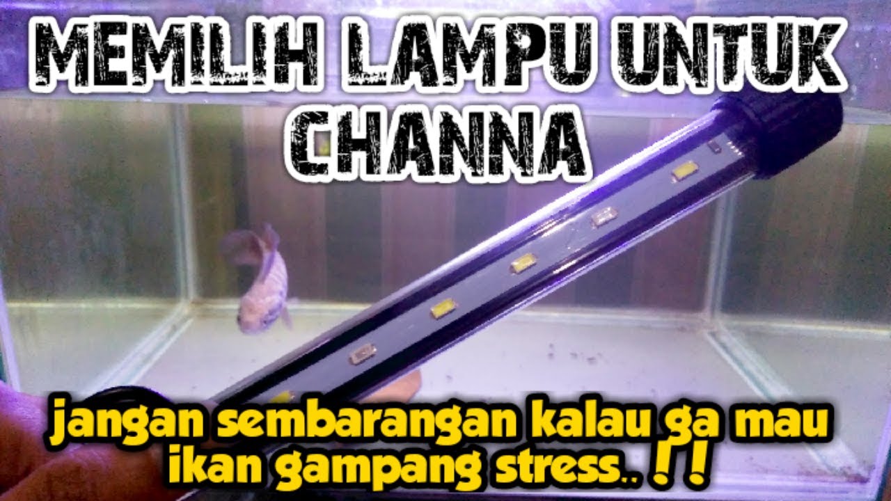 Lampu untuk channa || Menghitung kebutuhan lampu yang cocok untuk ikan