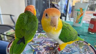 Are Caique #parrot Nice Birds? | #parrot_bliss #caiqueparrot