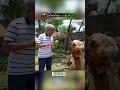 Amin Hafeez Strikes a Deal With a Camel 🐪😄| Discover Pakistan shorts