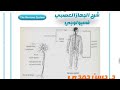 Nervous System الجهاز العصبي فسيولوجي أولى ثانوي تمريض 