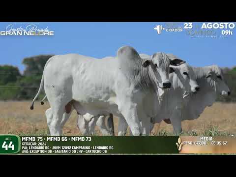 LOTE 44