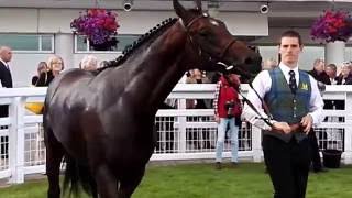 Epsom Downs Racecourse 2016