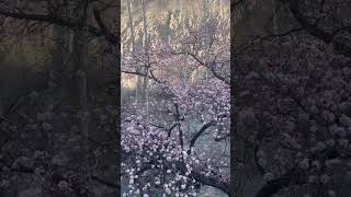 Beautiful shimshal valley upper Hunza #travel #nature #pakistan #mountains #love #vlog #shorts