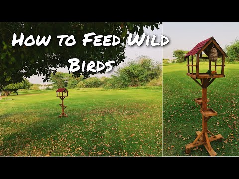 How to Feed Wild Birds || Caique Parrot || Save Birds Save Nature Save Life || Al Ain || UAE