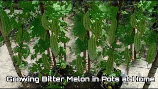 How to Grow Bitter Melon in Pots at Home / Easy for Beginners