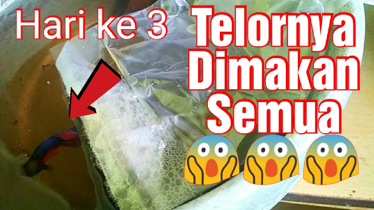 Proses Pemijahan ikan Cupang bagi pemula || TERNAK IKAN CUPANG PEMULA