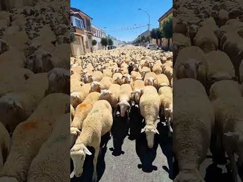 تربية الغنم في شمال اسبانيا