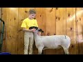 Grand Champion 4-H Lamb, Fryeburg Fair, October 8, 2021