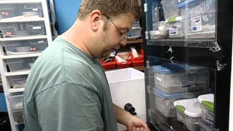 Baby pythons, new clutches pipping, lav albino, pewter and Pastave