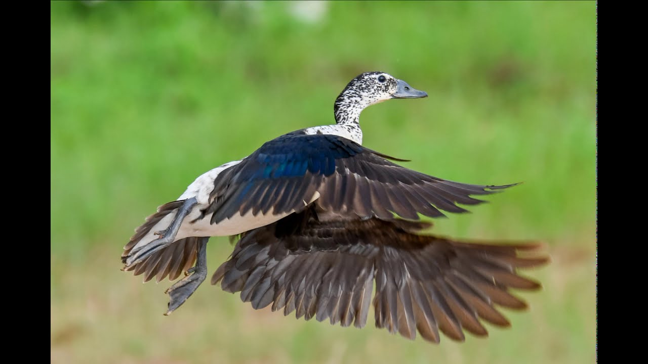 Birds in Mohali/Punjab clicked by Amandeep Singh (Chandigarh/India