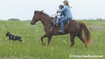Chics Fancy Pine***For info, price, etc., go to our website: ValleyViewRanch.net***