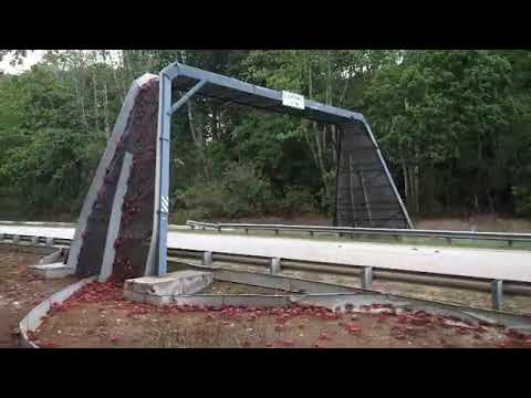 Millions of crabs |Millions of crabs migrate | millions of crabs Christmas island | Christmas island