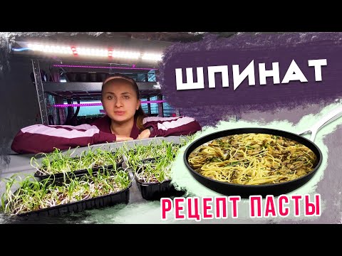 Benefits of Spinach Microgreens | What to Cook with Spinach During Lent
