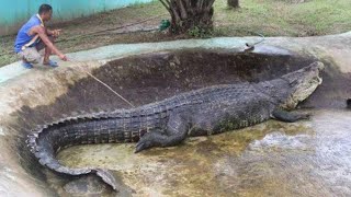 ¡El COCODRILO MÁS GRANDE del MUNDO!😱🐊 #shorts #animal #gigante #curiosidades #cocodrilo #monstruos