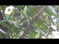 Euphonia pectoralis &quot;fêmea&quot; (ferro-velho) Chestnut-bellied Euphonia